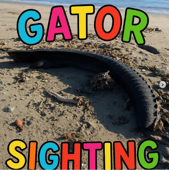 Gator Sighting